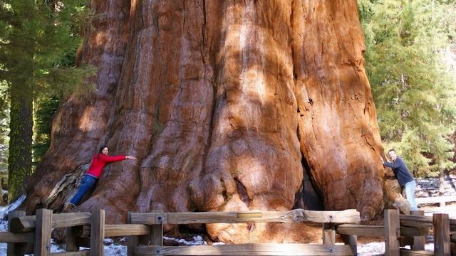 Раньше деревья были огромные? / Гигантские деревья прошлого. смотреть онлайн
