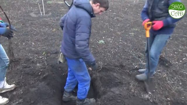 Посадка грецкого ореха осенью. смотреть онлайн