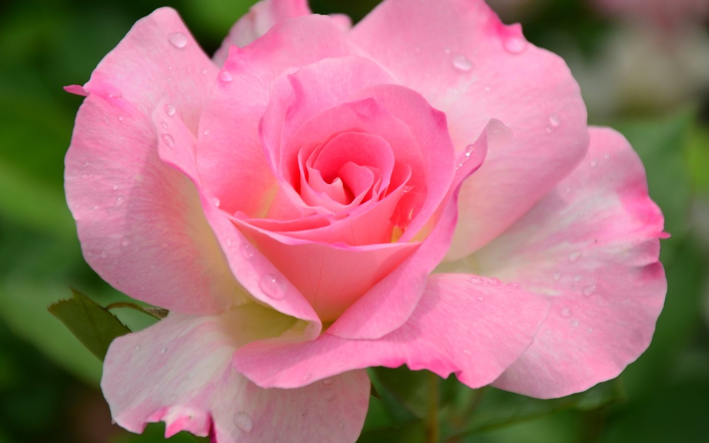 РОЗЫ ЮГА. смотреть онлайн