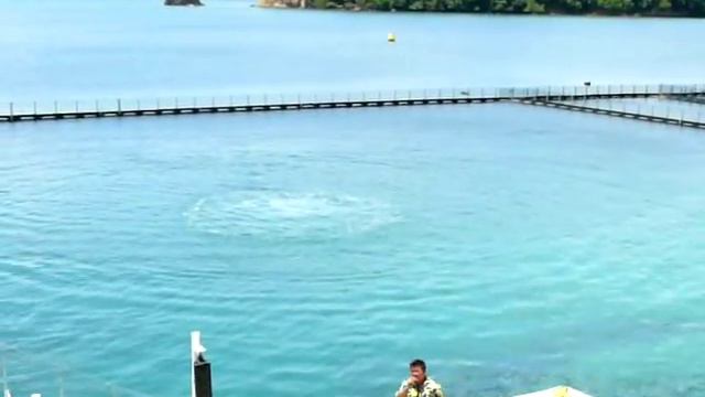 Филиппины,Субик-Бэй, Дельфин шоу 4. смотреть онлайн