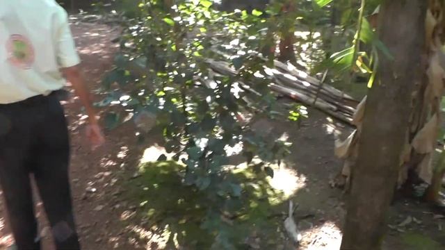 Плантация специй Sahakari Spice Farm.Индия.Гоа смотреть онлайн