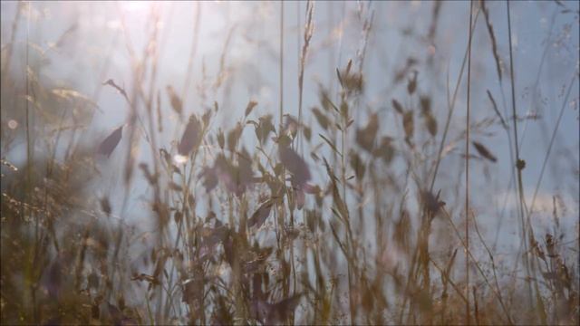Трава мурава. Алексей Булдаков. пгт.Лесной 04.07.2019год. смотреть онлайн
