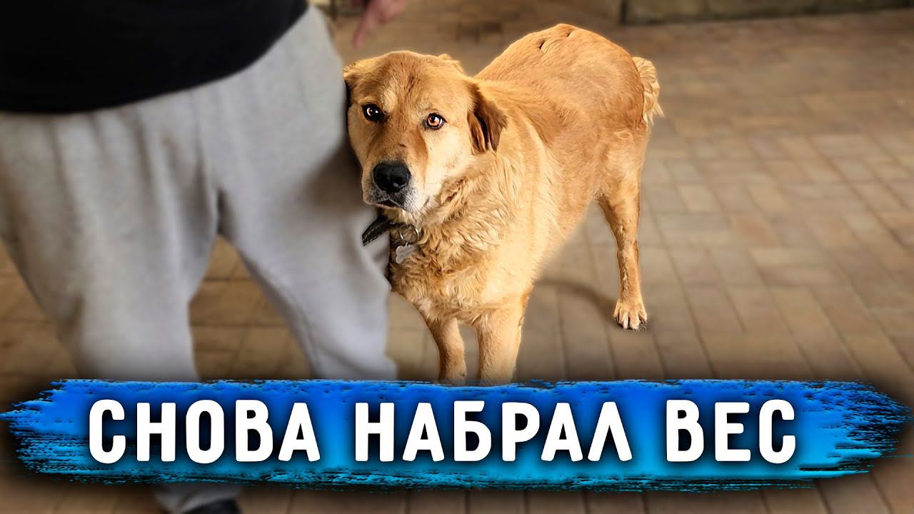 Перс опять потолстел Веселю собак. На Кокосике зажили раны. смотреть онлайн