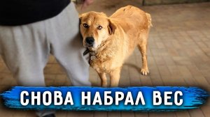 Перс опять потолстел Веселю собак. На Кокосике зажили раны.