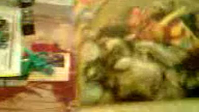 Алим однояйцевые близнецы смотреть онлайн