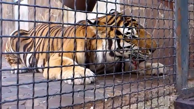 тигра кушает Ялта смотреть онлайн