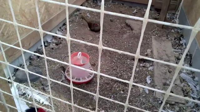 Фазаны в домашних условиях. Редкие породы фазанов. Карликовый петушок позирует. смотреть онлайн