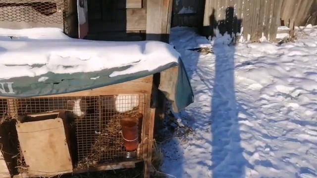 ПОЧЕМУ Я НЕ УТЕПЛЯЮ КЛЕТКИ НА ЗИМУ / КРОЛИКИ В СИБИРИ смотреть онлайн