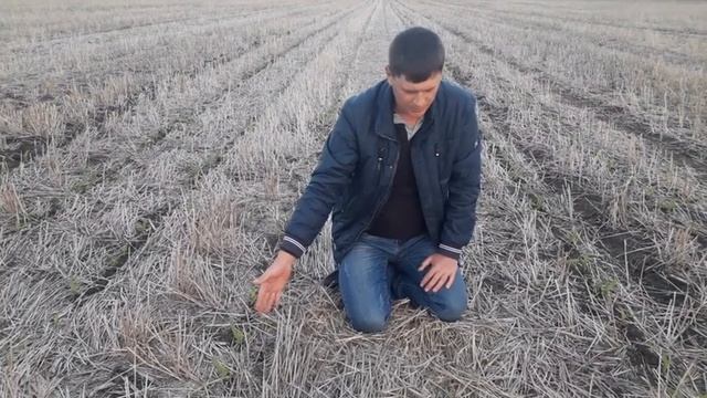 Кукуруза на No-Till - важные нюансы при уборке предшественника, защита смотреть онлайн