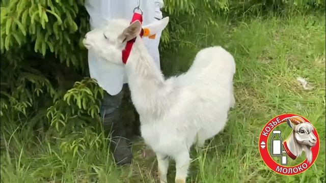 Коза «Жемчужина» Зааненская Высокоудойная Улучшенная смотреть онлайн