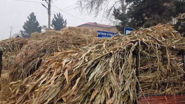 Yem xashak 09.01.2022. Yangiqorg'on Bozori Pes va juvari poya narxlari смотреть онлайн