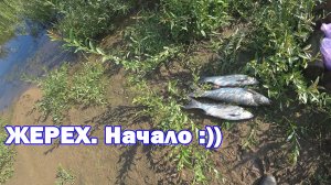 КРУПНЫЙ ЖЕРЕХ на Кукри/Ятаган ручной работы. Рыбалка на Оке в июле 2022.