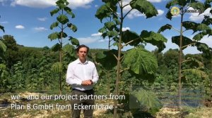 Выращивание павловнии в Европе!