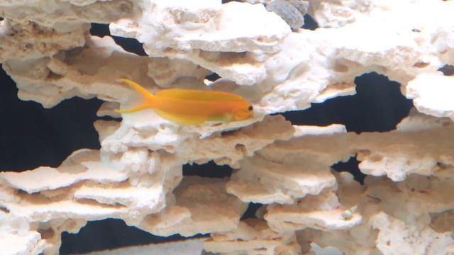 I Bought a SHARK EGG for My AQUARIUM!! смотреть онлайн