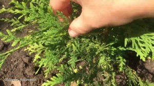 Почему нужно убирать шишки на туе Брабант