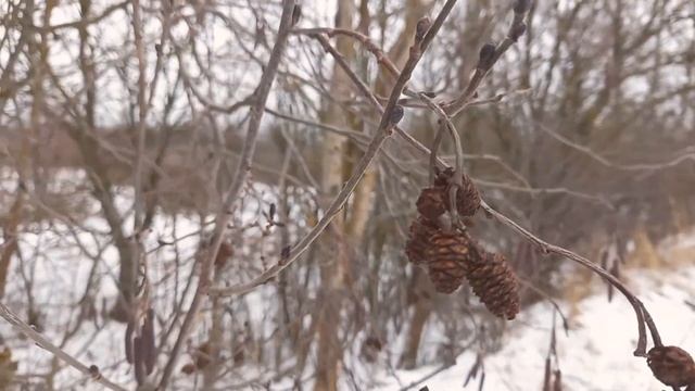 стих. Я НАУЧИЛАСЬ ПРОСТО,МУДРО ЖИТЬ смотреть онлайн