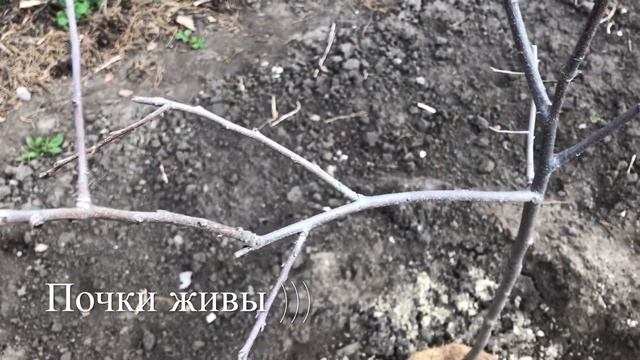 ? Хурма ‘ Кавказская ‘ / История + Посадка 2020 г. смотреть онлайн