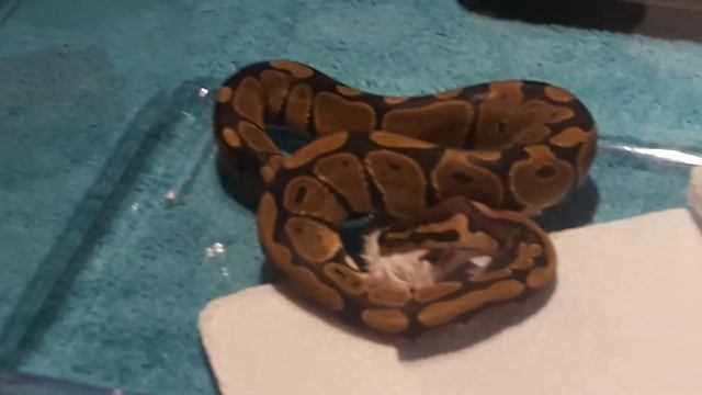 Mon bb python "1er repas"#2 смотреть онлайн