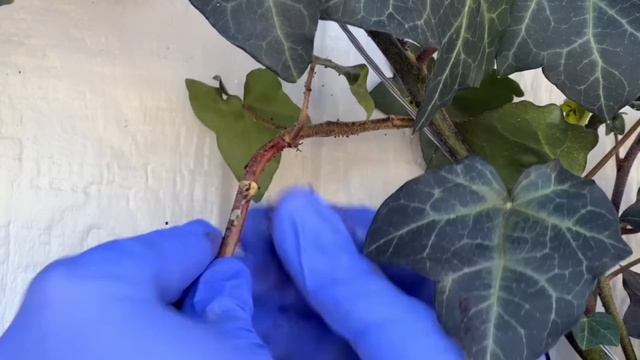 My Top Tips for Beautiful Climbing Roses! :: How I Care for My Eden Climbing Rose Arch смотреть онлайн