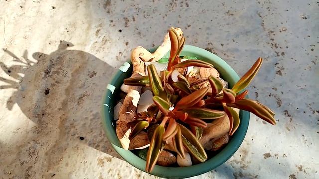 Peperomia Graveolens