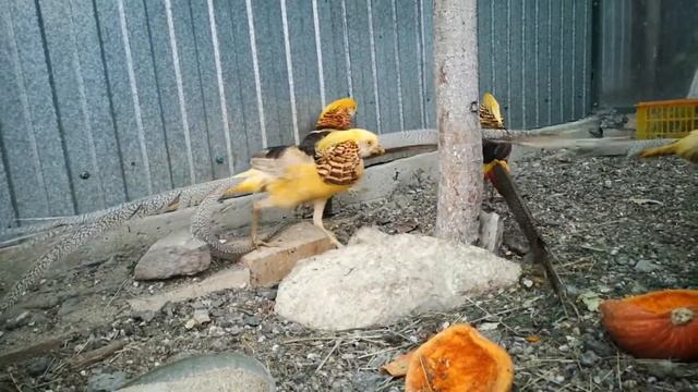 Сызрань золотой и лимонный Фазан смотреть онлайн