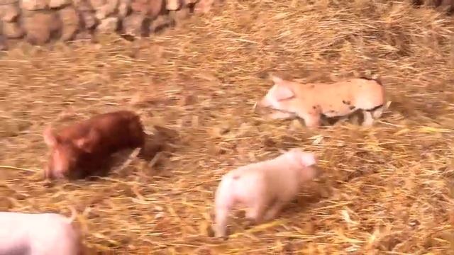 День сельхозника смотреть онлайн