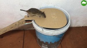 Эффективная мышеловка для ловли крыс своими руками
