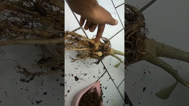 HOW TO MAKE ADENIUM TREE PART-1 смотреть онлайн