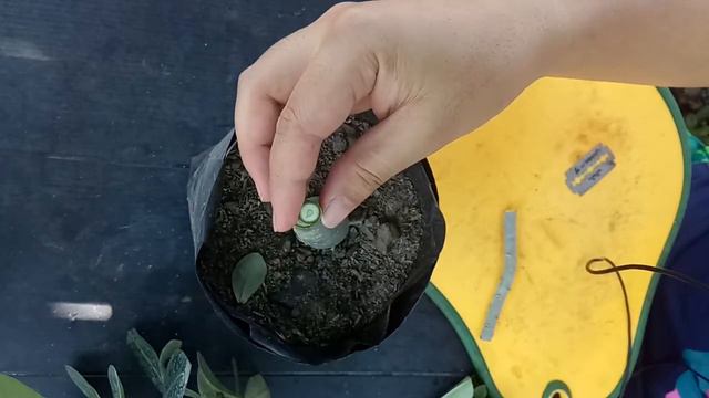 Adenium grafting смотреть онлайн