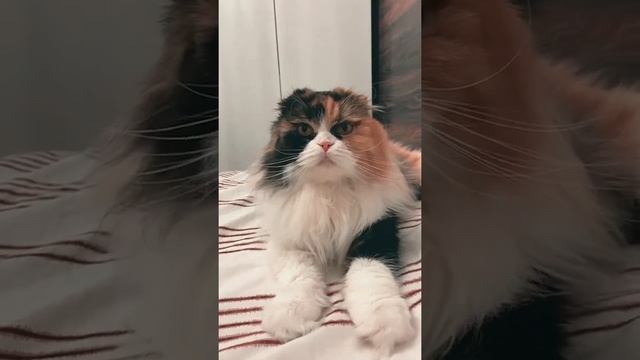 КААК РЕАГИРУЮТ КОШКИ НА МУЗЫКУ ЕГИПТА ДУМАЮТ ЧТО ИМ ПОКЛОНЯЮТСЯ? #видео #топчик #youtuber #ytshort смотреть онлайн