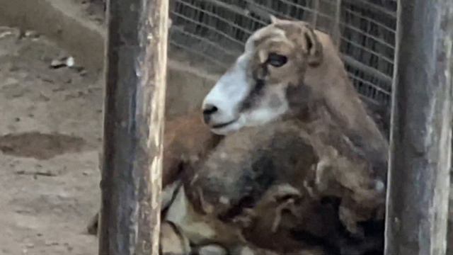 Алматинский зоопарк после карантина смотреть онлайн