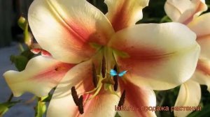 Лилия от-гибрид Лавон ? от-гибрид лилия Лавон обзор: как сажать, луковицы лилии Лавон