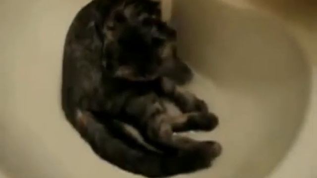 Жарааа! Кот под душем! смотреть онлайн
