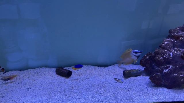 Planet Ocean livestock update смотреть онлайн