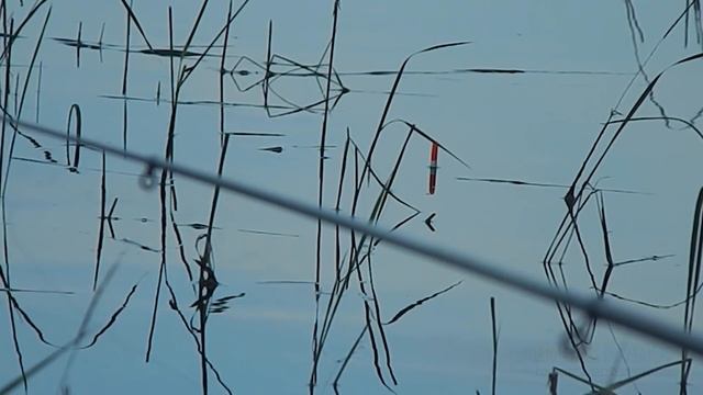 Ловля крупного карася на удочку. Рыбалка в августе. Поплавок крупным планом смотреть онлайн