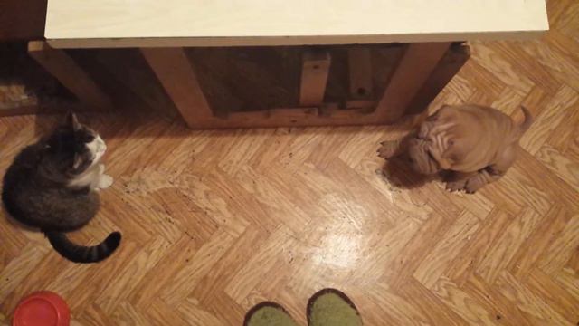 Шарпей Стефани. Выяснение отношений с кошкой. Часть 3. смотреть онлайн