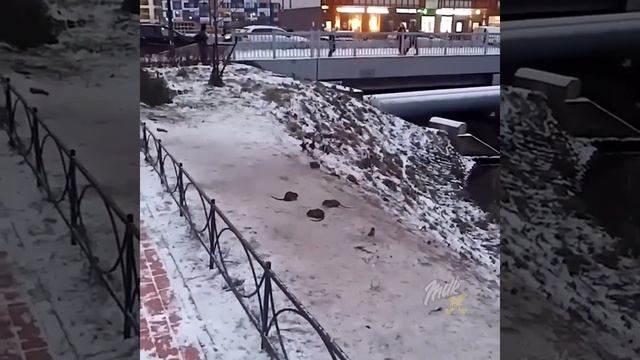 крысы в Питере наглые смотреть онлайн