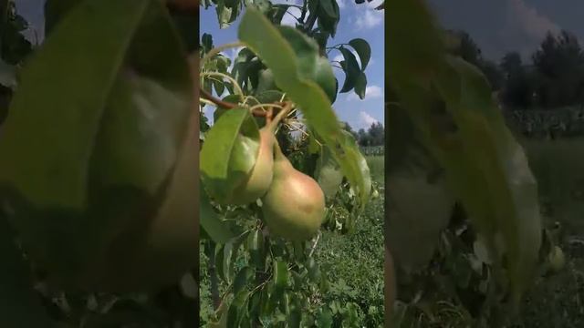 Груша "Просто Мария"(14.07.2021) смотреть онлайн