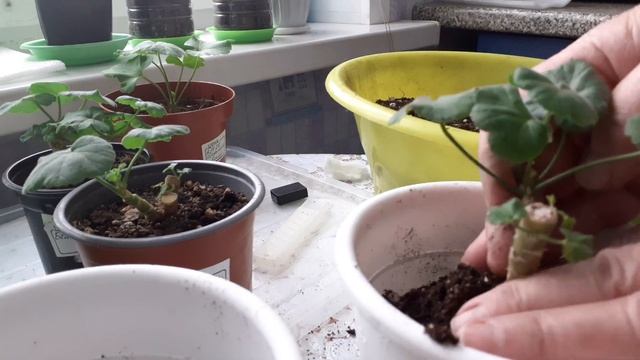 Не устраивает вид пеларгонии,делаем коррекцию.