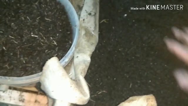 Какое кол-во червя должно быть в ящике,для получения товарного червя в короткие сроки смотреть онлайн