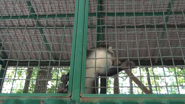 Экопарк Фельдмана Обезьяны Ecopark Feldman Monkeys смотреть онлайн