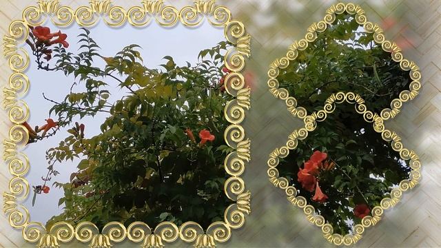 НА ТЕРРИТОРИИ МУЗЕЯ ЛЕСА (Rivne Region of Ukraine) смотреть онлайн