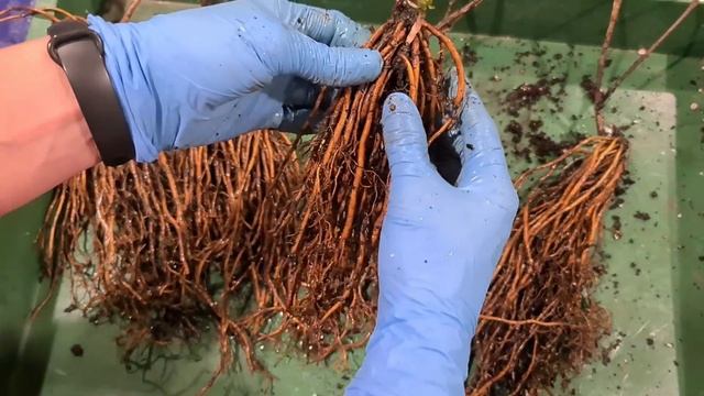 ЗРИ В КОРЕНЬ. Секреты успеха в выращивании клематисов. ПРАВИЛЬНАЯ ПОСАДКА для формирования корней. смотреть онлайн