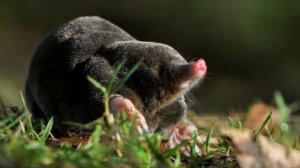 Лучшее средство от кротов | Как избавится от кротов на участке?