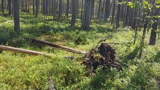 Черника. День 5. Почему не собирается? смотреть онлайн