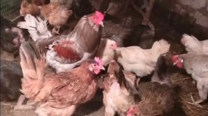 Почему куры не несут яйца в зимний период.