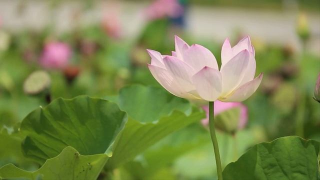 Славянская Этническая музыка - приход весны комоедица