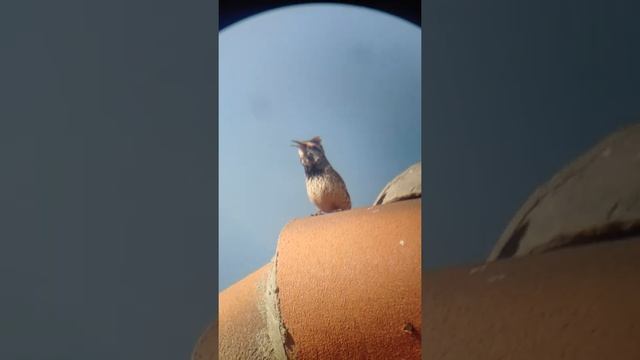 Cactus Wren Call смотреть онлайн