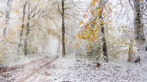 Первый снег. Иван Бунин #учитьстихилегко