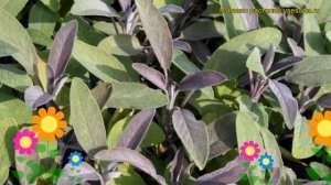 Шалфей лекарственный Пурпурный. Краткий обзор, описание характеристик, где купить саженцы